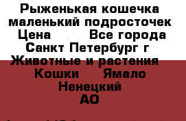 Рыженькая кошечка маленький подросточек › Цена ­ 10 - Все города, Санкт-Петербург г. Животные и растения » Кошки   . Ямало-Ненецкий АО